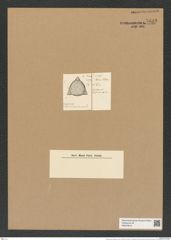 Lithodesmium californicum Grun. (de-Toni-Nr.: Genus 144, Species 4090) Zeichnungen Sammlung Grunow Nr. 7632 (NHMW-BOT-W0376812)